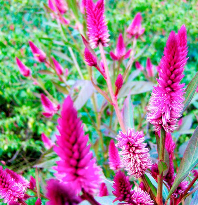 Celosia 'Flamingo Feather' - Seeds