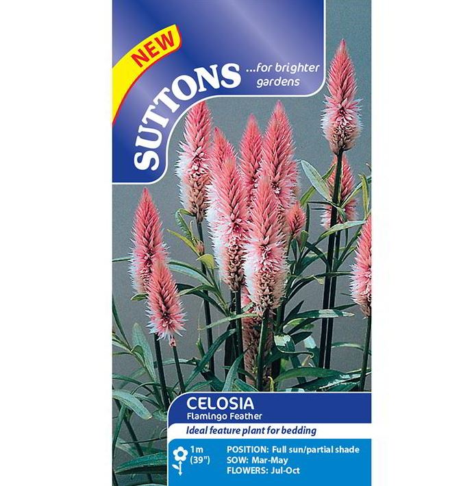 Celosia 'Flamingo Feather' - Seeds - Image 3
