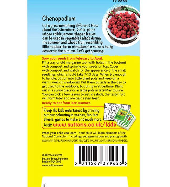 Chenopodium 'Strawberry Sticks' - Seeds - Image 2