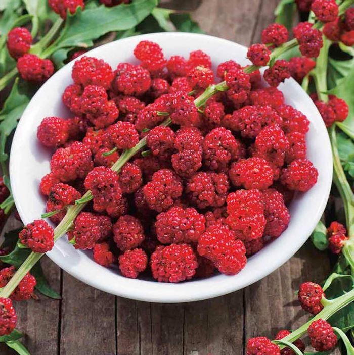 Chenopodium 'Strawberry Sticks' - Seeds - Image 3