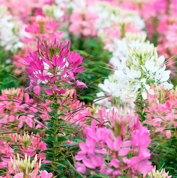 Cleome 'Fireworks Mix' - Seeds