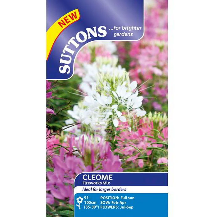 Cleome 'Fireworks Mix' - Seeds - Image 2