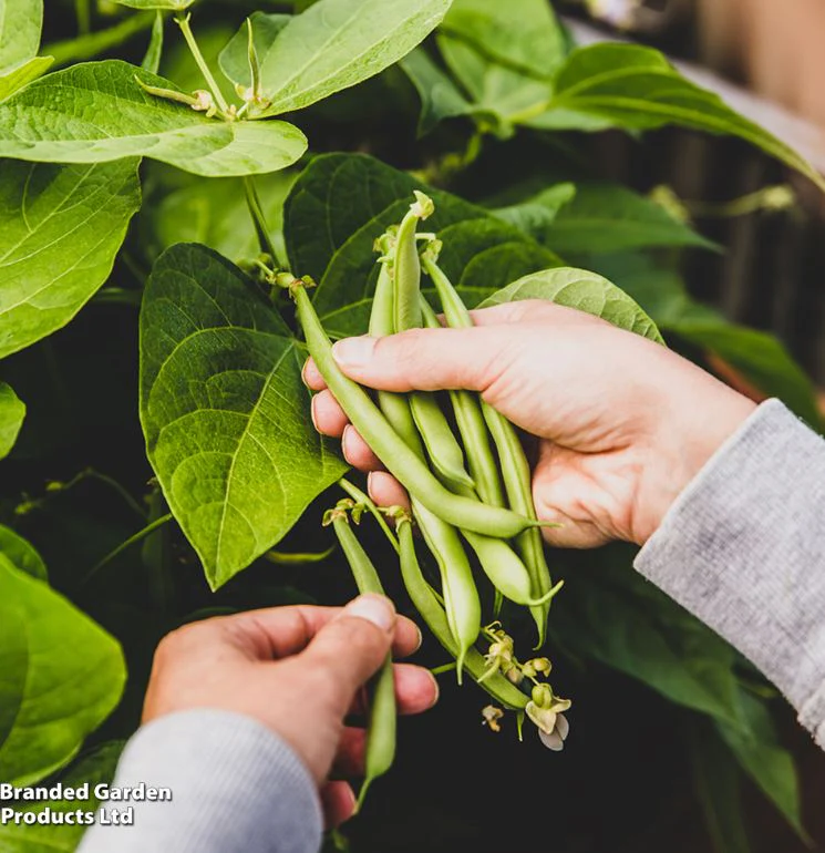 Climbing French Bean 'Blue Lake' - Seeds - Image 2