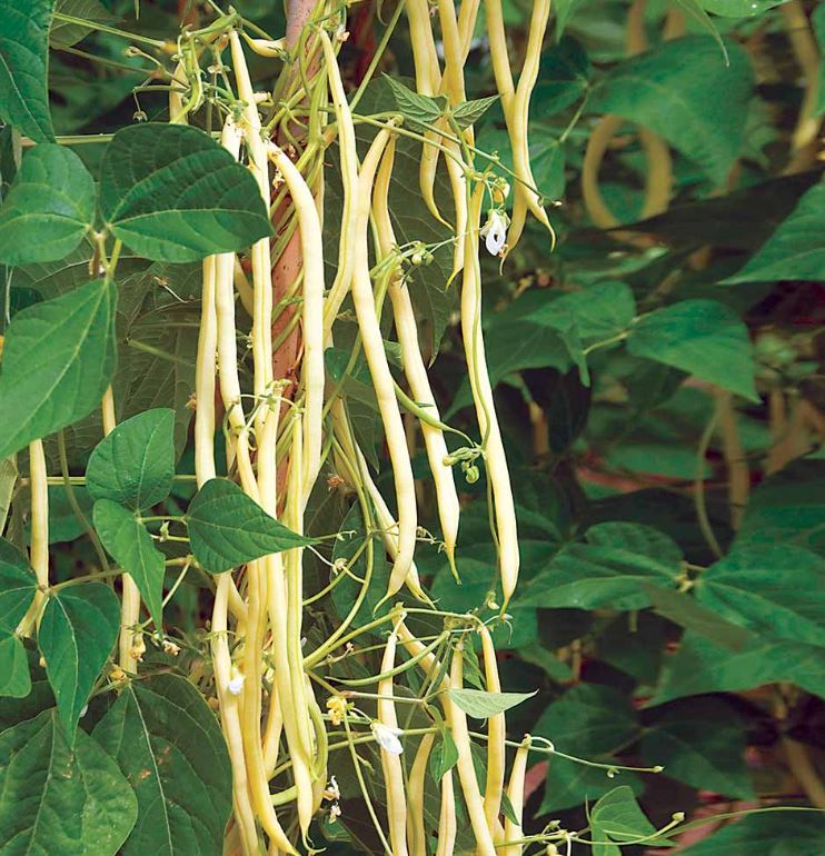 Climbing French Bean 'Colourful Climbing Mix' - Seeds - Image 2