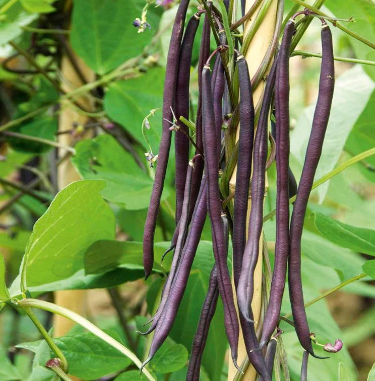 Climbing French Bean 'Colourful Climbing Mix' - Seeds - Image 3