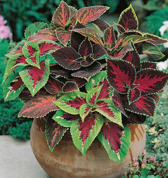 Coleus 'Rainbow Mix' - Seeds - Image 2
