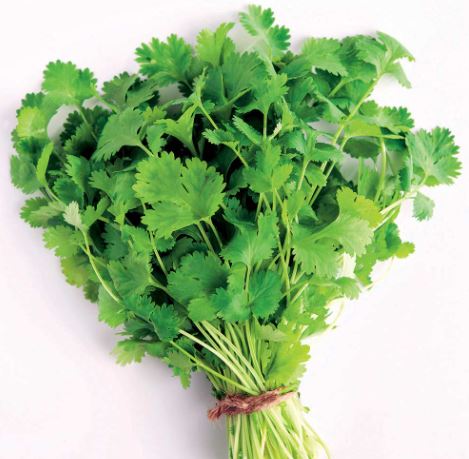 Coriander - Herb Seeds - Image 3