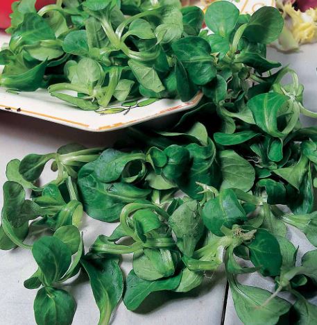 Corn Salad 'Lambs Lettuce' - Seeds