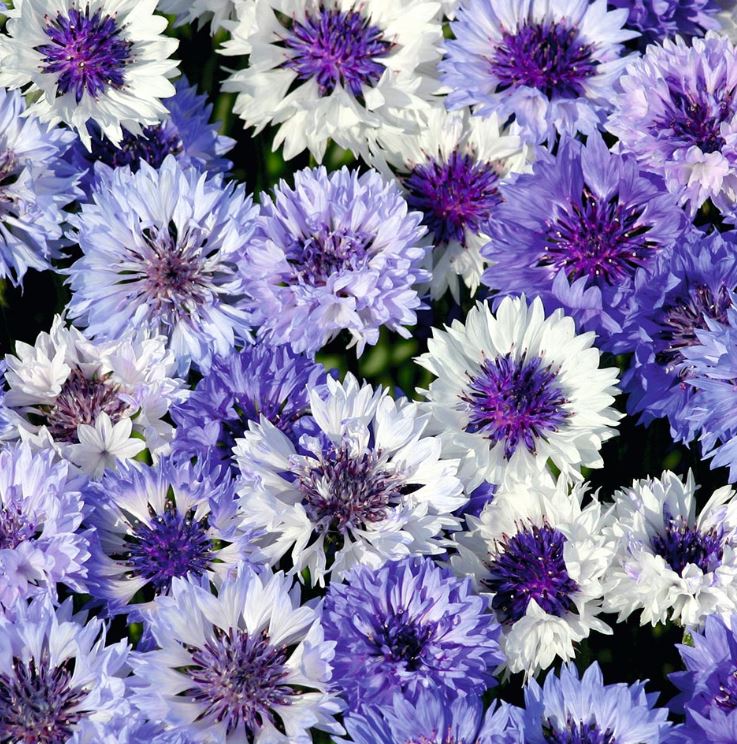 Cornflower 'Classic Fantastic' - Seeds - Image 2