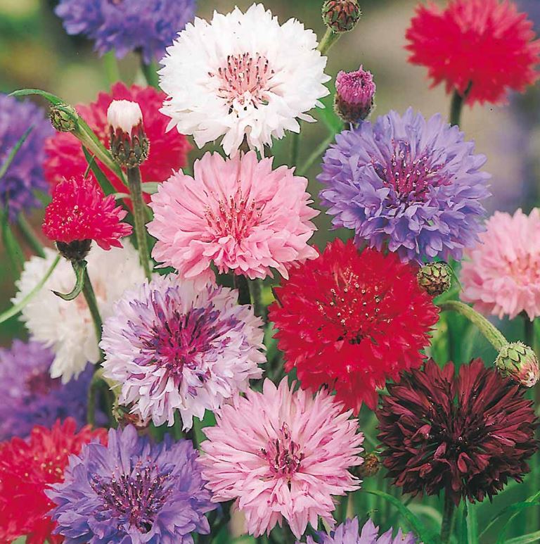 Cornflower 'Polka Dot Mix' - Seeds