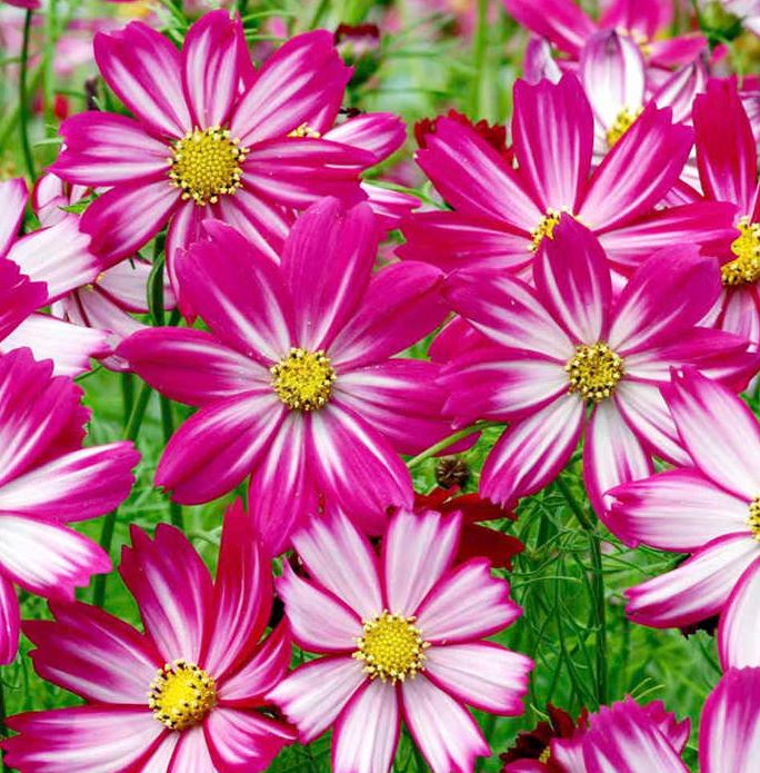 Cosmos 'Red Stripe' - Seeds