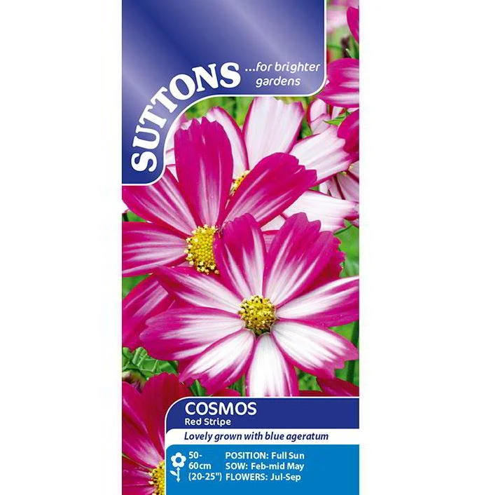 Cosmos 'Red Stripe' - Seeds - Image 3