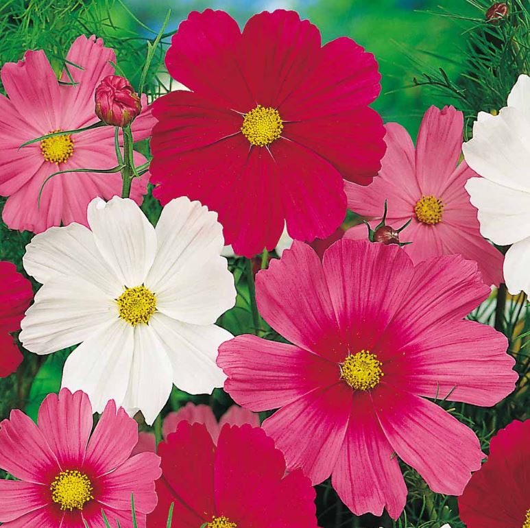 Cosmos 'Sensation Tall Mix' - Seeds