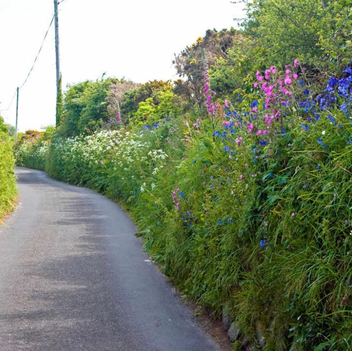 Country Hedgerow Mix Flower Seeds - Image 2
