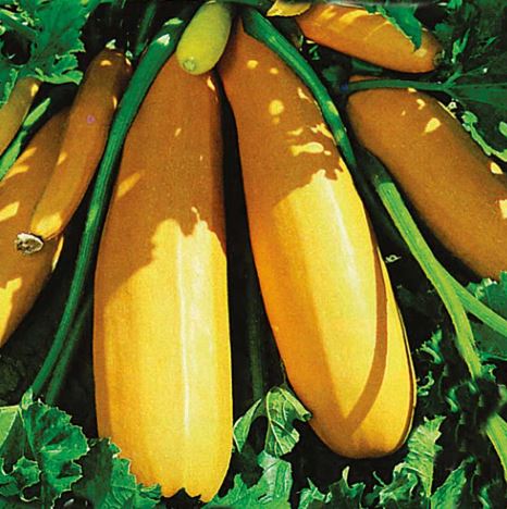 Courgette F1 'Atena' - Seeds