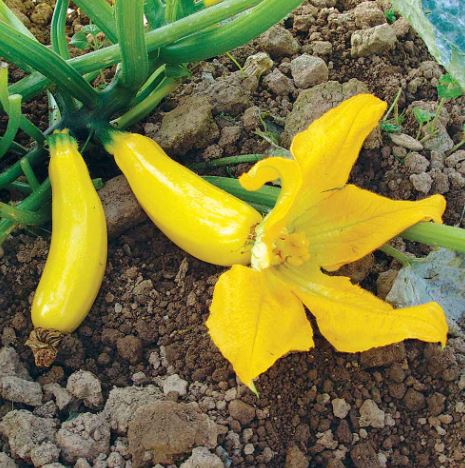 Courgette F1 'Atena' - Seeds - Image 2