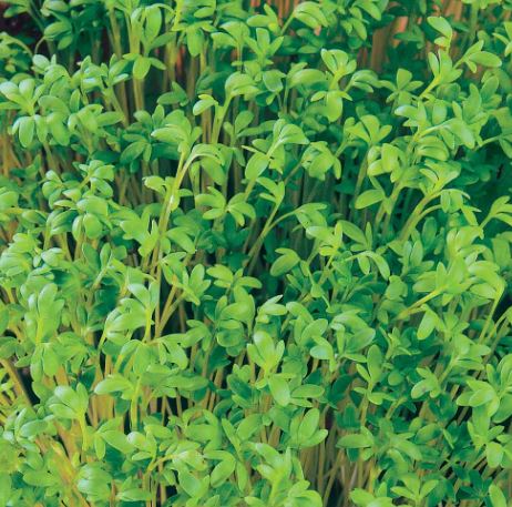 Cress 'Cress Heads (Curled)' - Seeds - Image 3