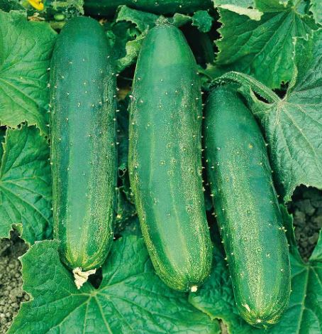 Cucumber 'Bush Champion' - Seeds