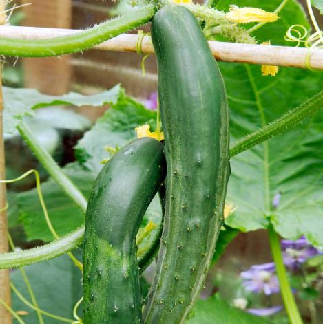 Cucumber 'Bush Champion' - Seeds - Image 2