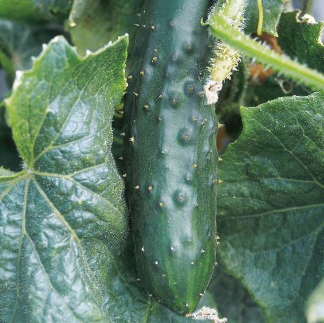 Cucumber 'Marketmore' - Seeds