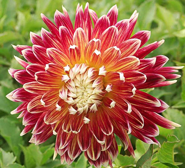 Dahlia Dinnerplate 'Akita'