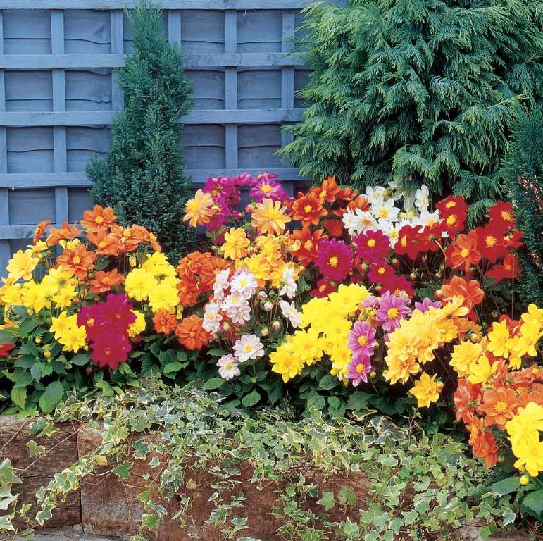 Dahlia 'Disco Dancer Mix' - Seeds - Image 2