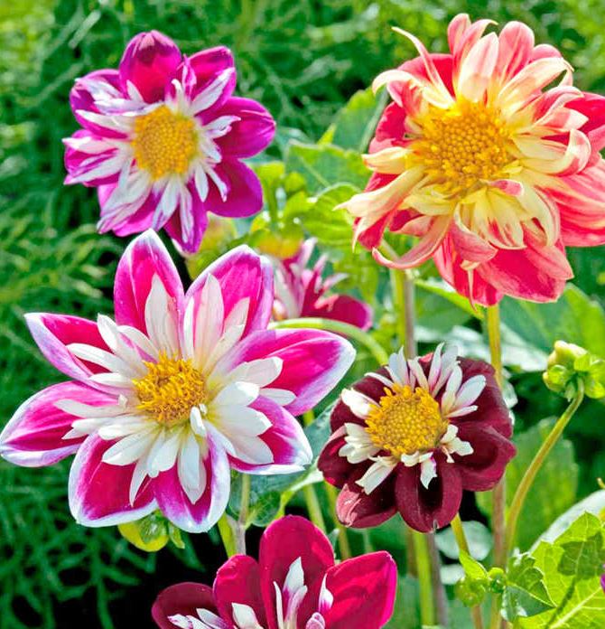 Dahlia 'Yankee Doodle Dandy' - Seeds - Image 2