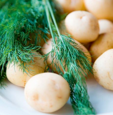 Dill - Herb Seeds - Image 2