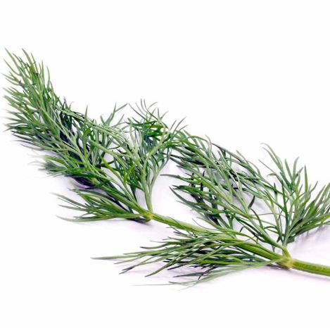 Dill - Herb Seeds - Image 3