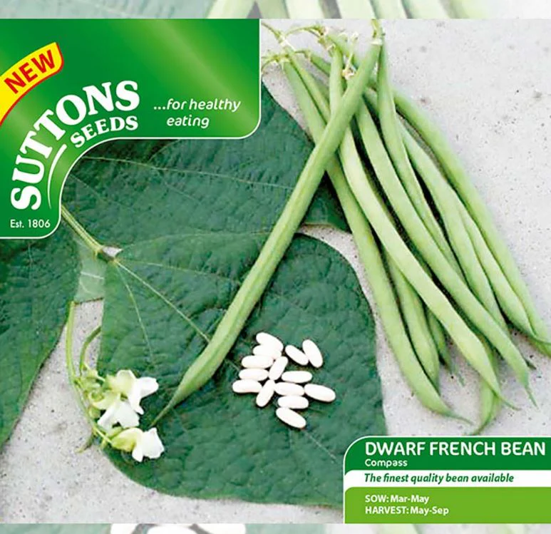 Dwarf French Bean 'Compass' - Seeds