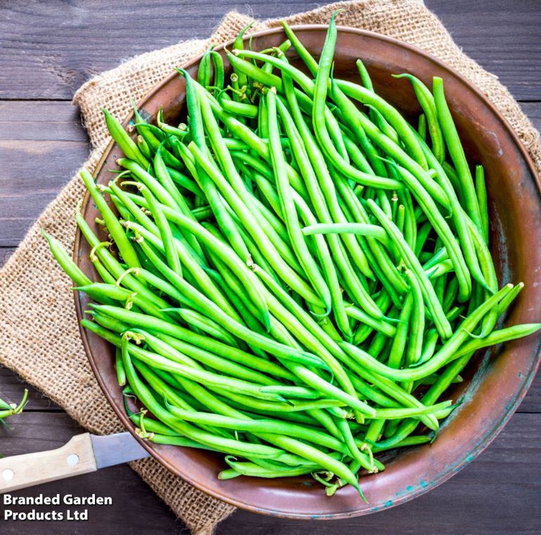 Dwarf French Bean 'Compass' - Seeds - Image 3