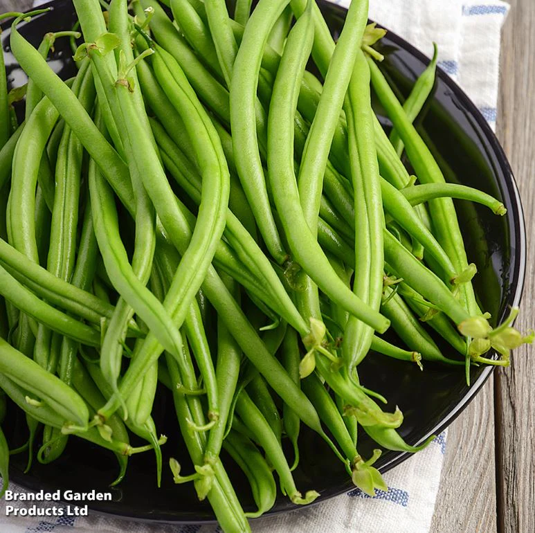 Dwarf French Bean 'Safari' - Seeds - Image 2