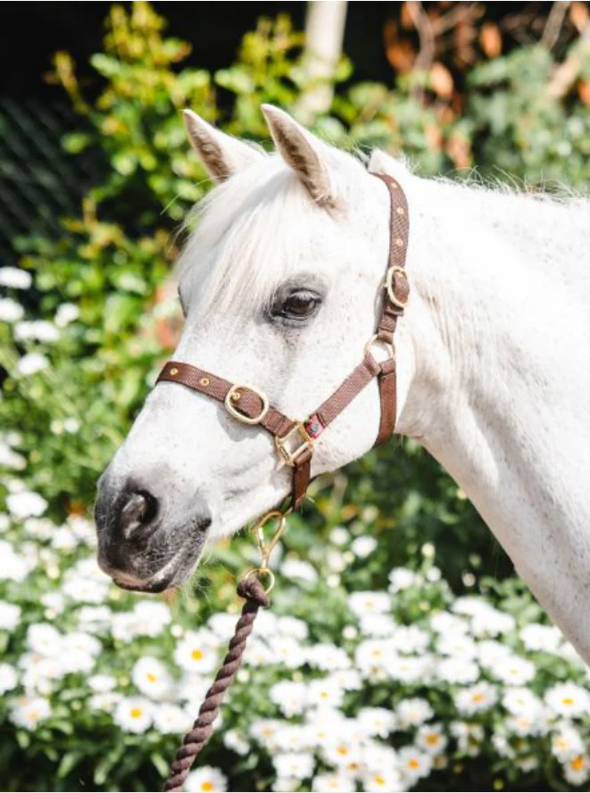 Equisential Nylon Headcollar Cob - Image 2