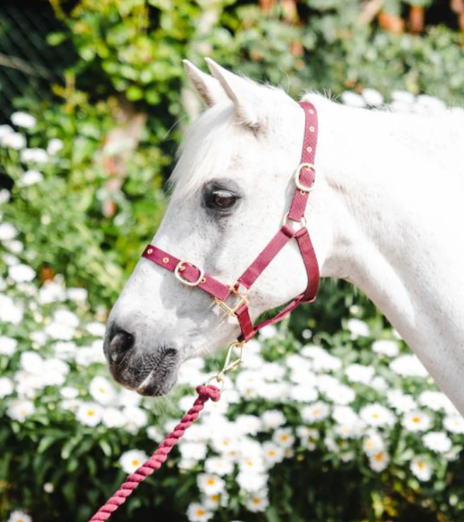 Equisential Nylon Headcollar Cob - Image 3