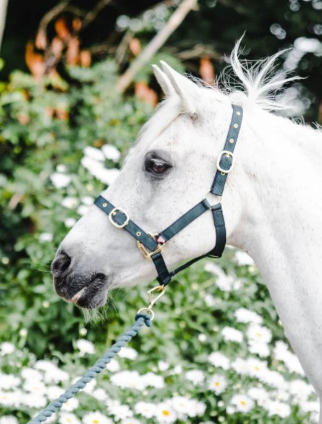 Equisential Nylon Headcollar Cob - Image 4