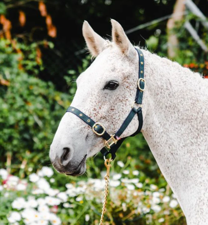 Equisential Nylon Headcollar Full - Image 4