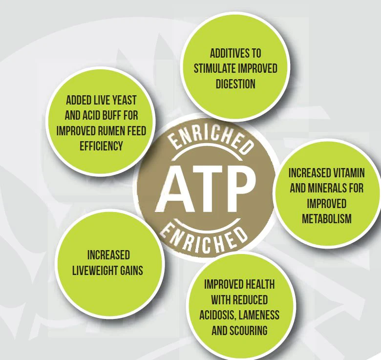 Nutrias Super Bull ATP - Image 2