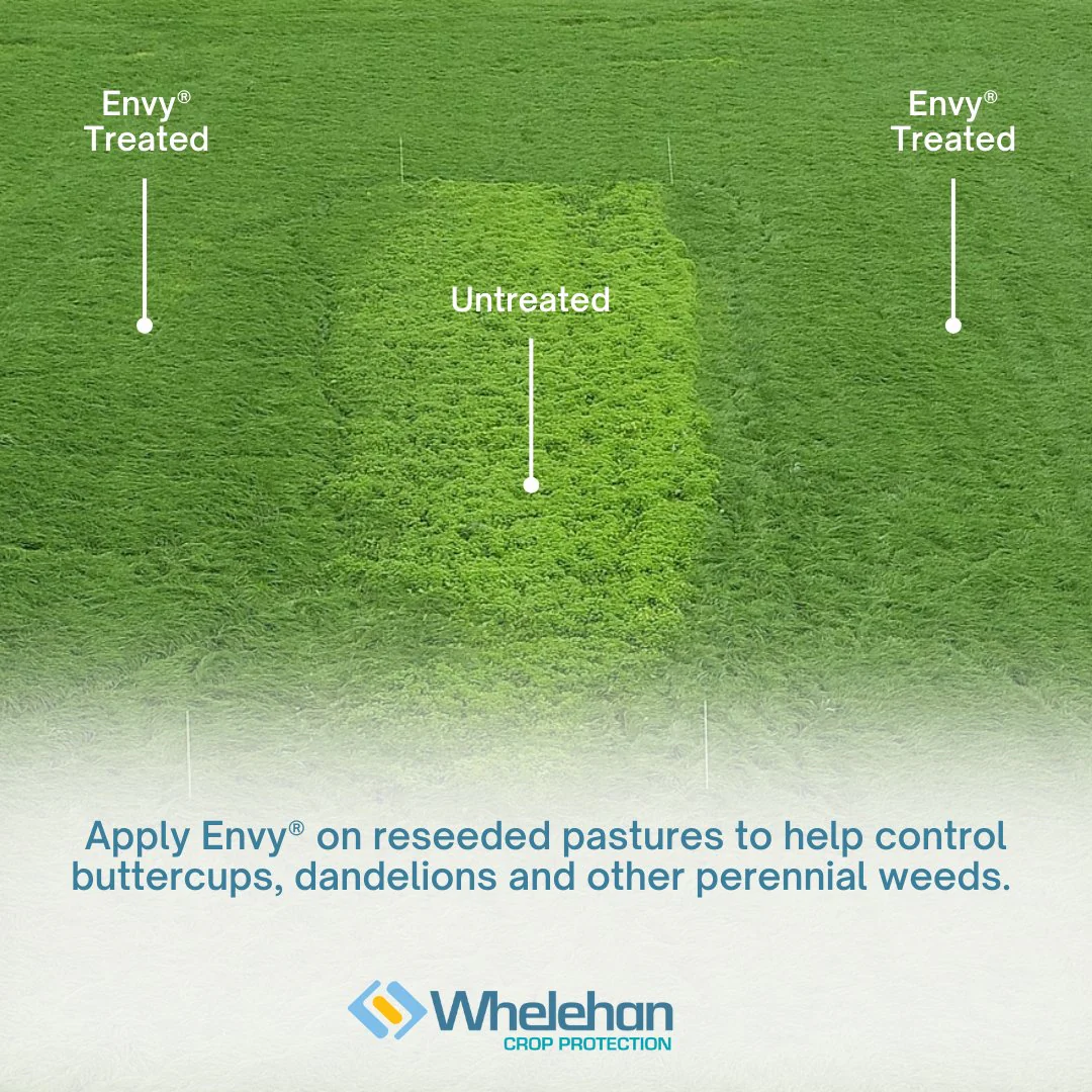 Envy 3L - Image 3