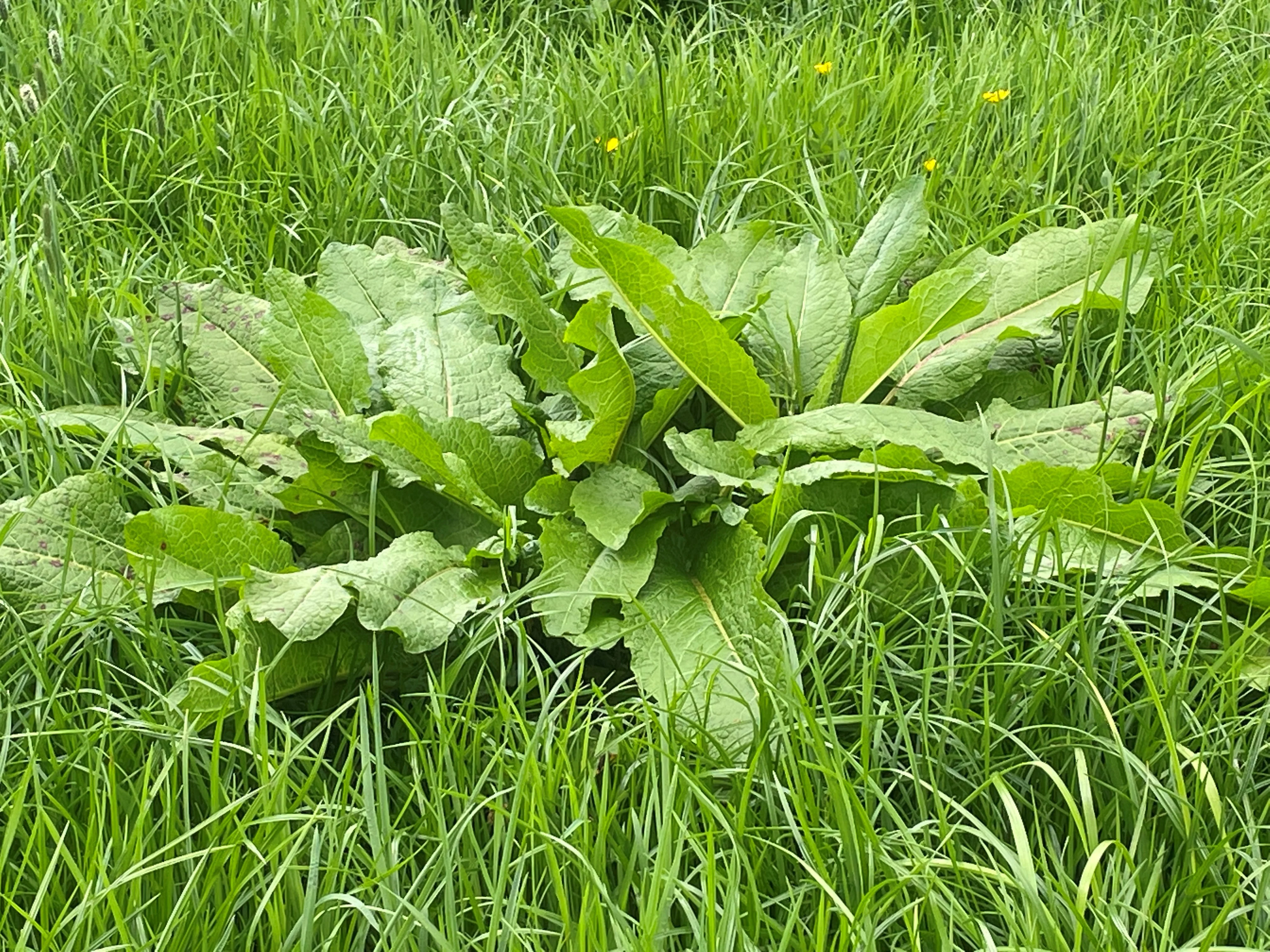 5L Halcyon - Image 3