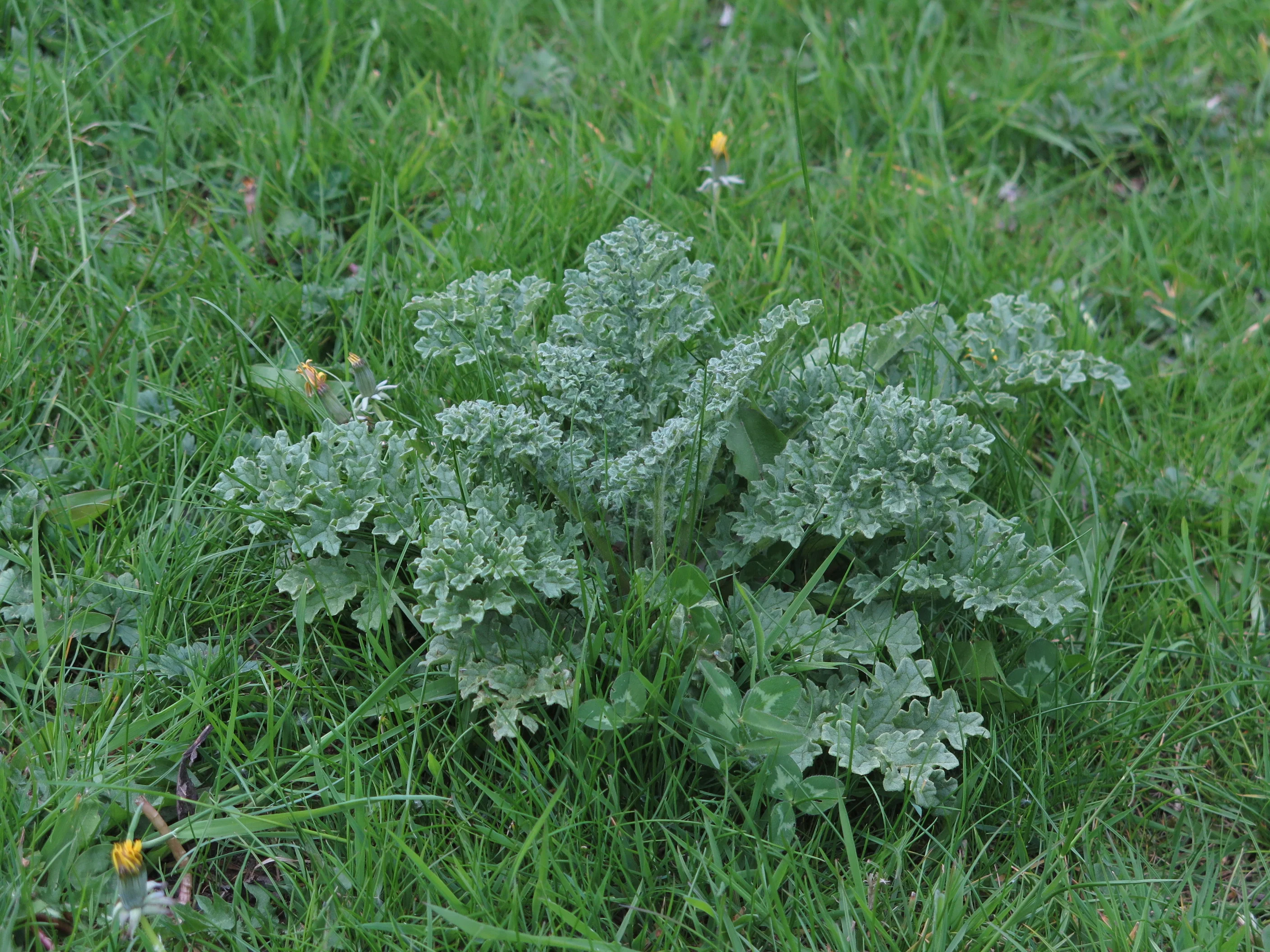 5L Halcyon - Image 6