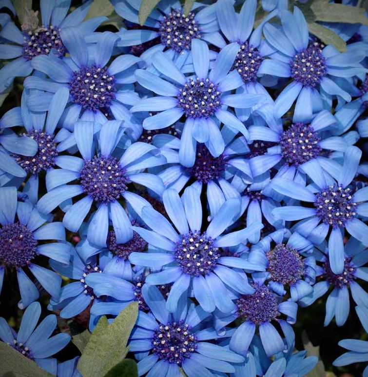 Felicia 'Pretty Blue' - Seeds