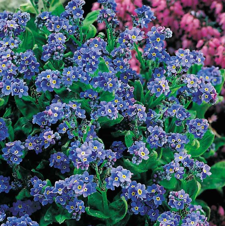 Forget-Me-Not 'Spring Symphony Blue' - Seeds