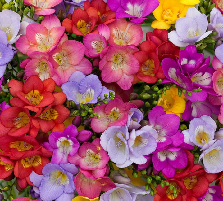 Freesia 'Royal Crown Mix' - Seeds - Image 3