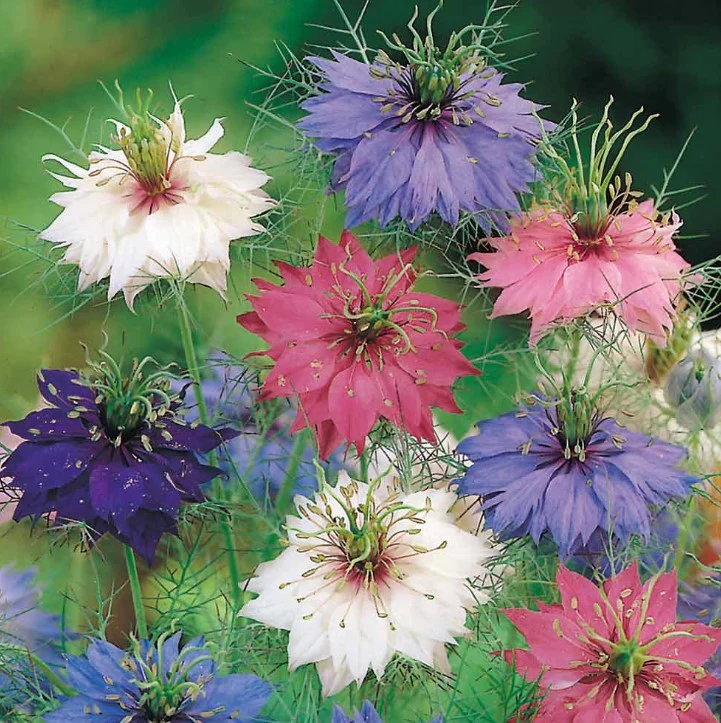 Fun to Grow - Alien Eggs Flower Seeds - Image 2