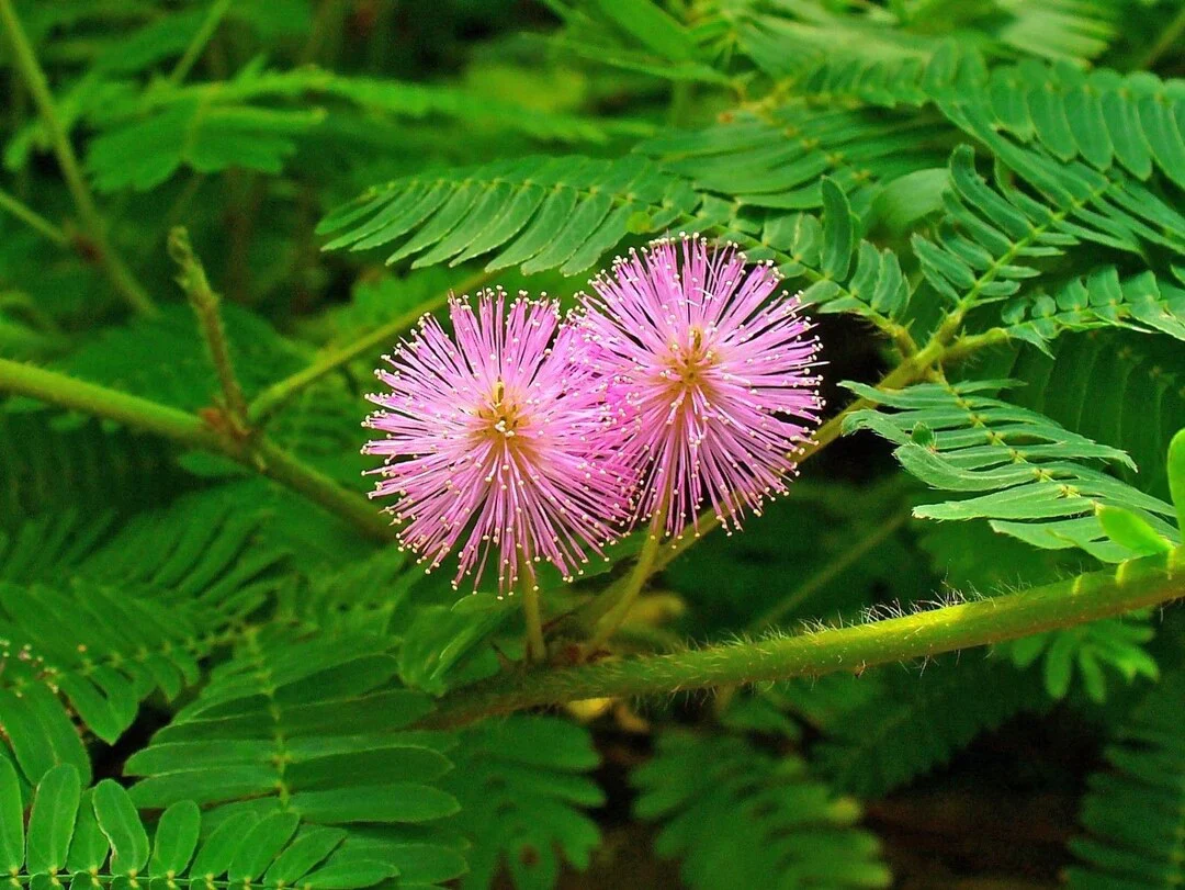 Fun to Grow - Mimosa Pudica Flower Seeds - Image 2
