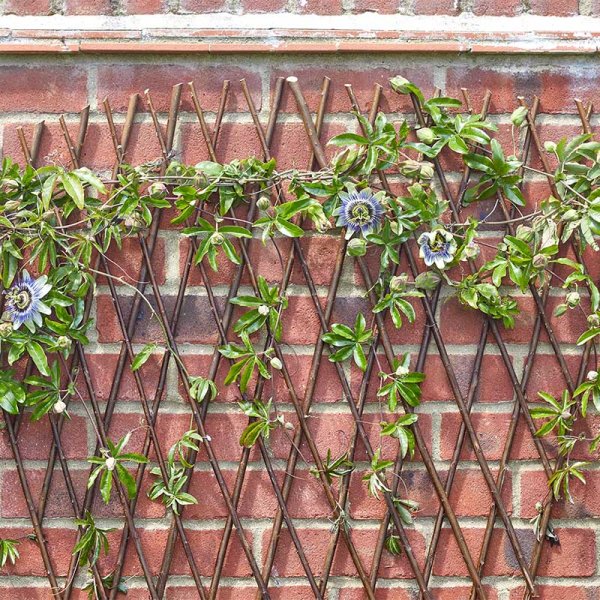 Expandable Willow Fan Trellis 1.8x0.9m - Image 3