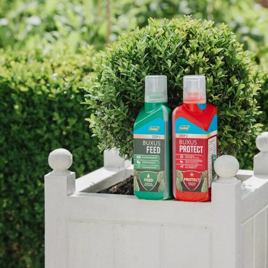 Westland 2 In 1 Feed & Protect - Buxus 2 X 500ml - Image 2