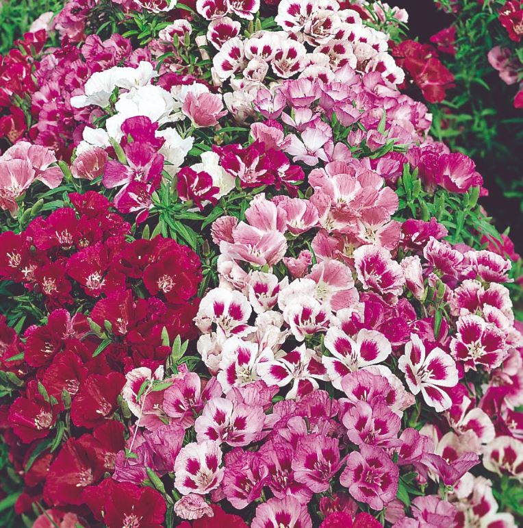 Godetia 'Little Frills Mix' - Seeds