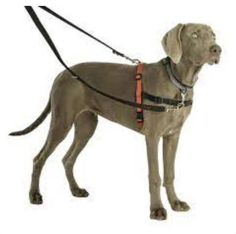 Halti Training Lead – Large - Image 2