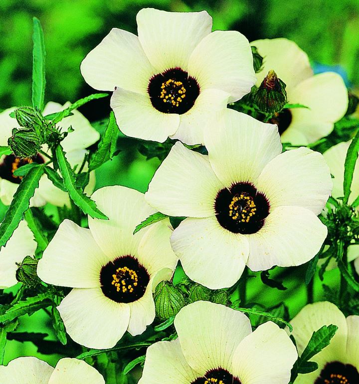 Hibiscus 'Simply Love' - Seeds